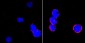 CD18 Antibody